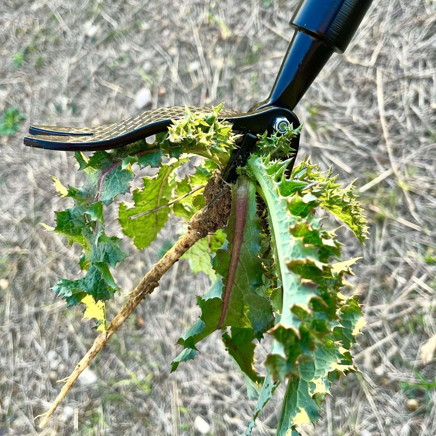 🌱 Bend-Free Weeding Is Here: The Last Tool You’ll Ever Need for a Perfect Lawn