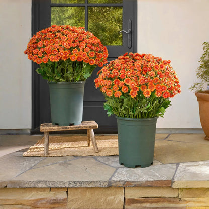 🌼 Flash Sale⚡Artificial Outdoor Sunset Mums – Brighten Up Your Outdoors, No Watering Needed!