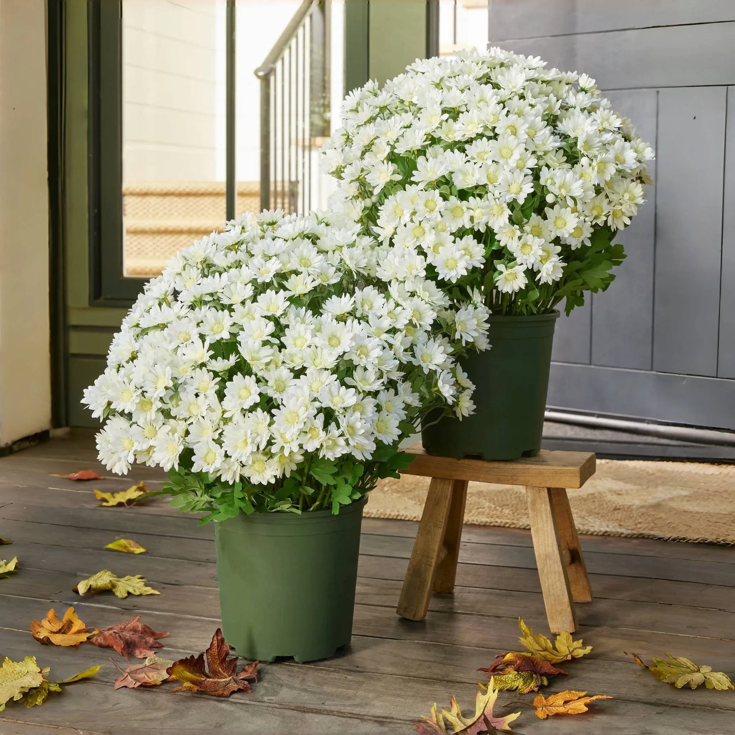 🌼 Flash Sale⚡Artificial Outdoor Sunset Mums – Brighten Up Your Outdoors, No Watering Needed!