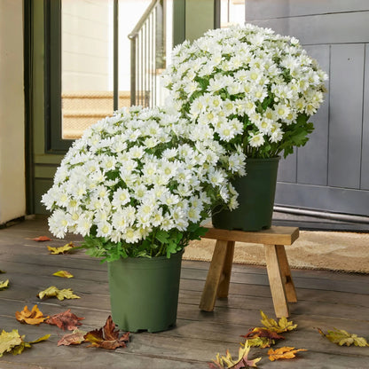 🌼 Flash Sale⚡Artificial Outdoor Sunset Mums – Brighten Up Your Outdoors, No Watering Needed!