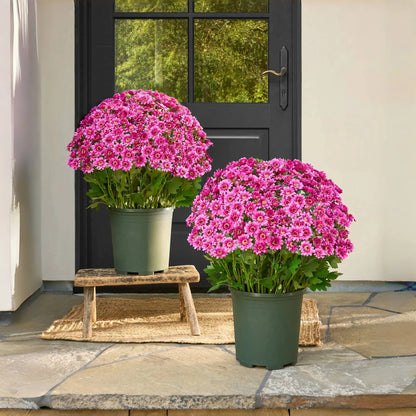 🌼 Flash Sale⚡Artificial Outdoor Sunset Mums – Brighten Up Your Outdoors, No Watering Needed!