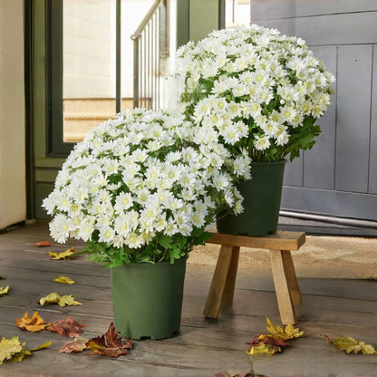 🏆 Flash Sale ⚡ Artificial Outdoor Sunset Mums Flowers 🌻- UV resistant, Waterproof, Windproof 💧